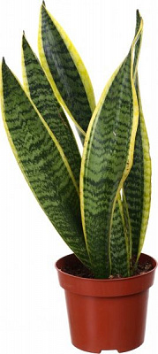 Растение комнатное Сансевиерия Лауренти 12x55 см
