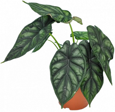 Рослина Алоказия драгон скейл 14/30