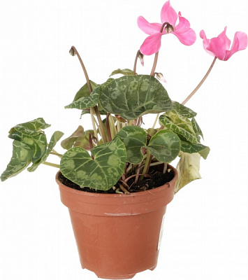 Рослина Цикламен мікс 12x25 см