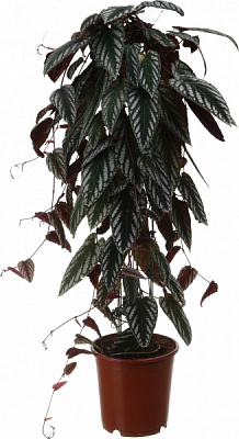 Рослина кімнатна Циссус дісколор d24/h110