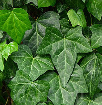 Растение Плющ обыкновенный Bialystok (K23-S23 h40-60 C2)