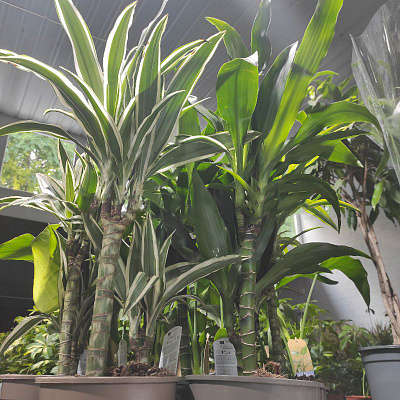 Рослина Драцена 17х55-65 Fragrans 2 стовбури мікс