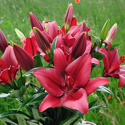 Луковица Яскрава Лилия Miss America 1 шт.