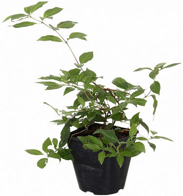 Саженец Гортензия Конфетті (3 л)