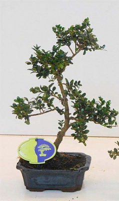 Растение Падуб бонсай d19/h35