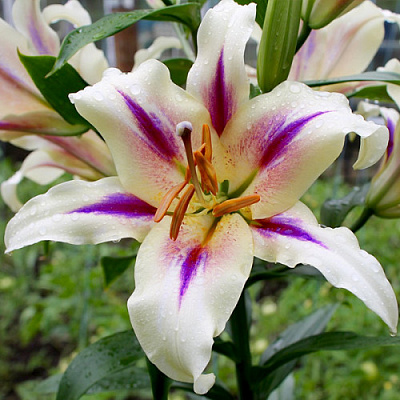 Цибулина Яскрава Лілія OT гібрид гігантська Nymph