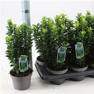 Растение Бересклет 13х20 japonica Microphyllus