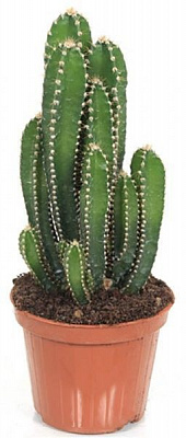 Рослина Цереус флоріда 9/13