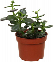 Растение Крассула 10,5х20 см микс