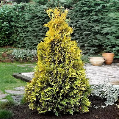 Растение Туя/ Thuja occidentalis Yellow Ribbon С5, Н20-30