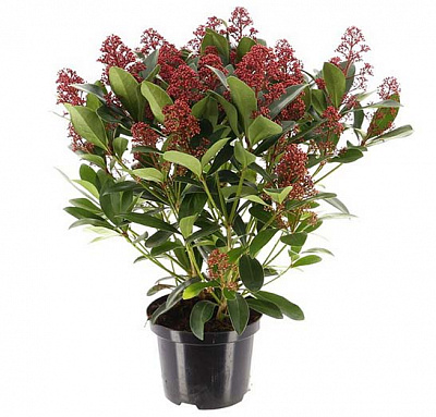 Растение Скими рубелла d17/h25