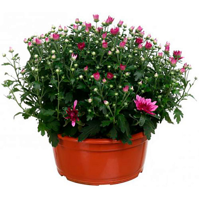 Растение дендрантема d19-20