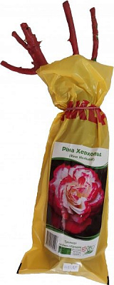 Саженец Dekoplant Роза чайно-гибридная Рина Херхольд