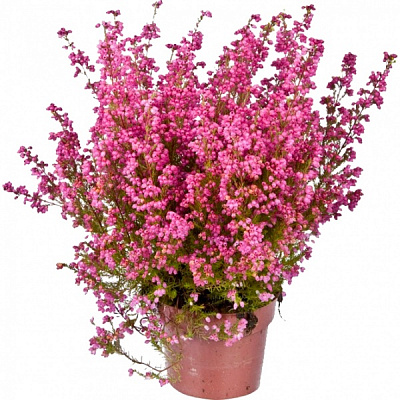 Растение Эрика d9/h12