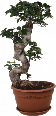 Рослина Бонсай 27/70 каскад