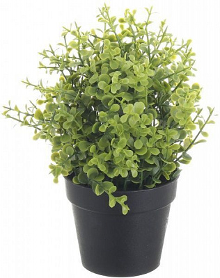 Рослина штучна Каллізія у пластиковому вазоні 22 см