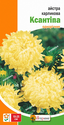 Насіння Яскрава айстра карликова карликова Ксантіпа