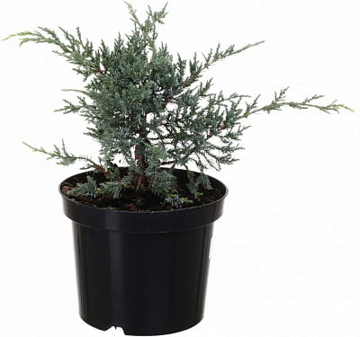 Растение Можжевельник Holger C3