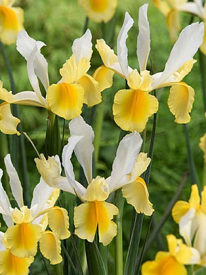 Цибулина іриса Монтесіто 5 шт.