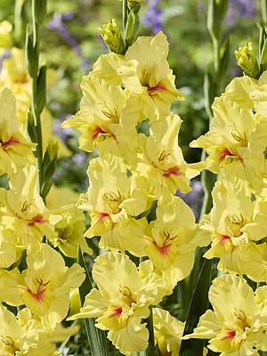 Клубнелуковица TUBERBULB Export B.V. гладиолуса Максиал 3 шт.