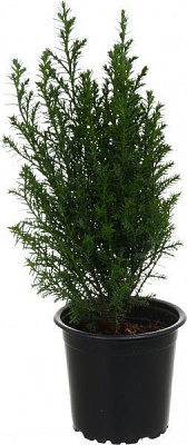 Рослина Кіпарисовик 09х30 см Елвуді