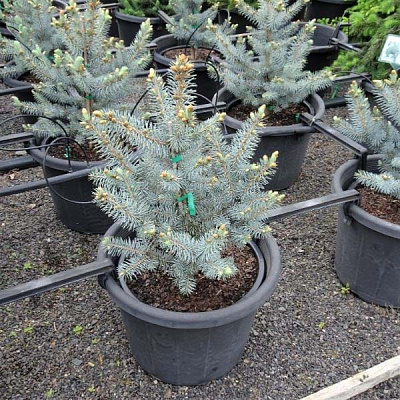 Растение Ель колючая / Picea pungens Blue Diamond C5