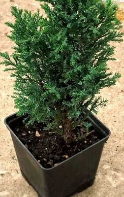 Растение Кипарисовик Ellwoodii C3