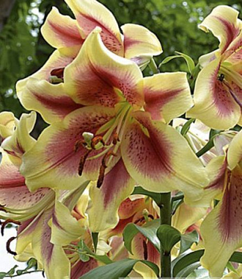 Луковица Яскрава Лилия OT гибрид гигантская Debby 1 шт.