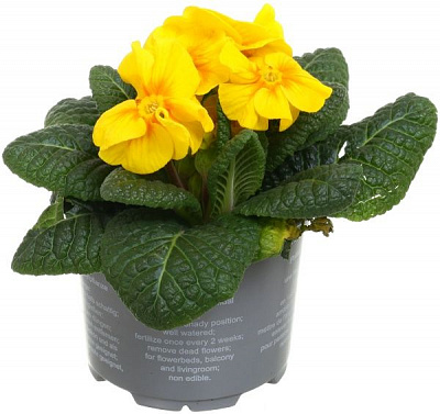 Растение Примула 9х20 см микс