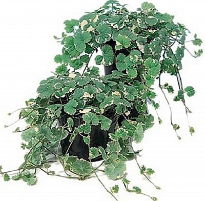 Растение Глехома (непета) 10х15 см