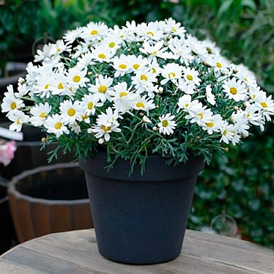 Рослина Аргірантемум фрутескенс д.12