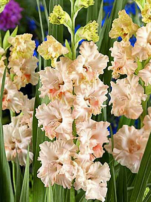 Бульбоцибулина гладіолуса Кріспі Раффл 3 шт.