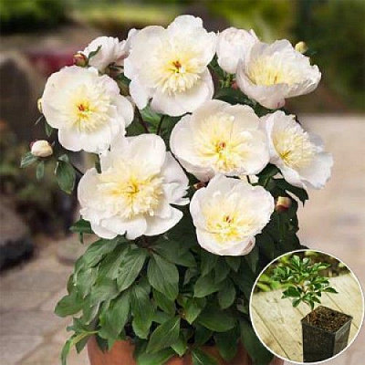 Корневище Яскрава Пион травянистый низкий Madrid 1 шт. 