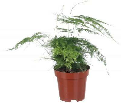 Растение комнатное Аспарагус 12x30 см