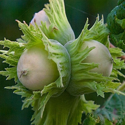 Растение Орешник Тонда Романа/ Corylus Tonda Romana С7.5 /Н 80-100