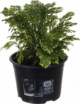 Рослина кімнатна Селагінела 14х25 см