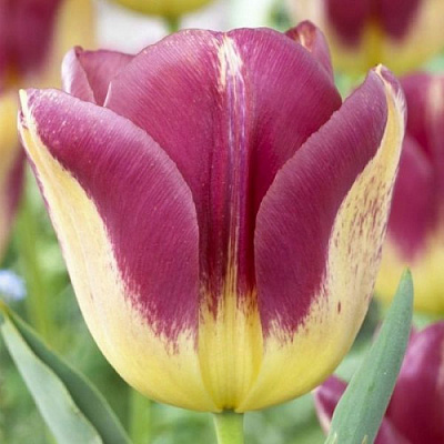 Луковица Тюльпан Триумф Boston 3 шт. 