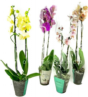 Растение комнатное Фаленопсис микс 2 ствола, 8/10+ 12/50-60 Акция!
