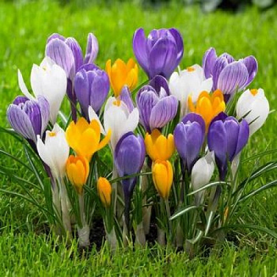 Луковица Яскрава Тюльпан крупноцветковый Смесь 5 шт. 