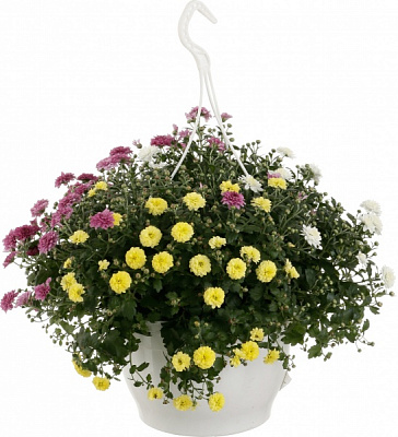 Растение Хризантема микс подвесная 25x40 см