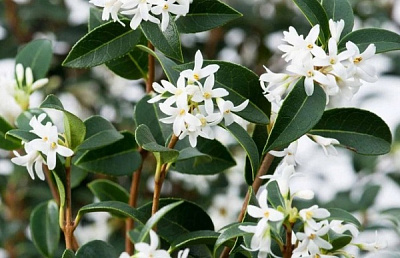Рослина Османтус бурквуда /Osmanthus burkwoodii С3 /Н 40-60