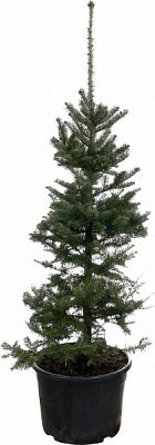 Ель колючая Picea pungens var. Glauca Majestic