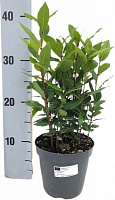 Растение лавр нобилис 14х35 см