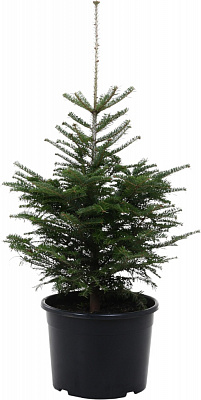 Пихта белая Abies alba 25L h70-100 см