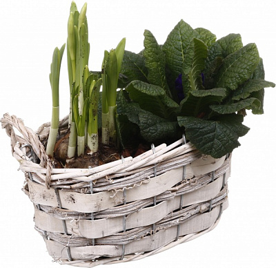 Растение комнатное Корзина 13 Нарцисс 3+Примула овал две ручки