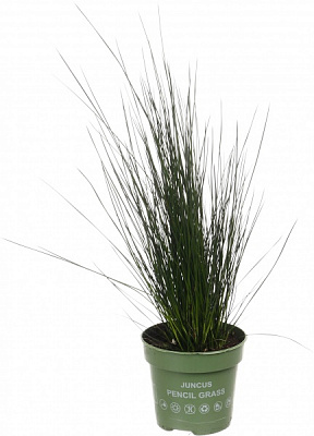 Растение комнатное Трава-спираль 12/35