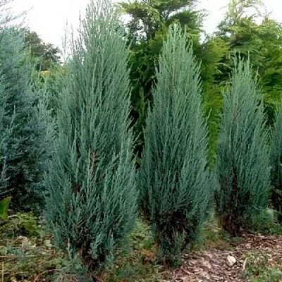 Рослина Ялівець скельний / Juniperus scopulorum Blue Arrow С20
