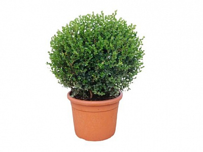 Саженец MegaPlant Самшит вечнозелёный С5 30-35 см