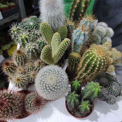 Рослина Кактус 5х8 XL мікс