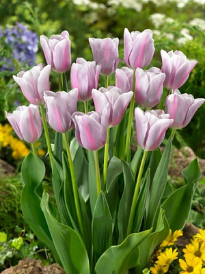 Луковица TUBERBULB Export B.V. тюльпана триумф Мистрес Мистик 3 шт. 